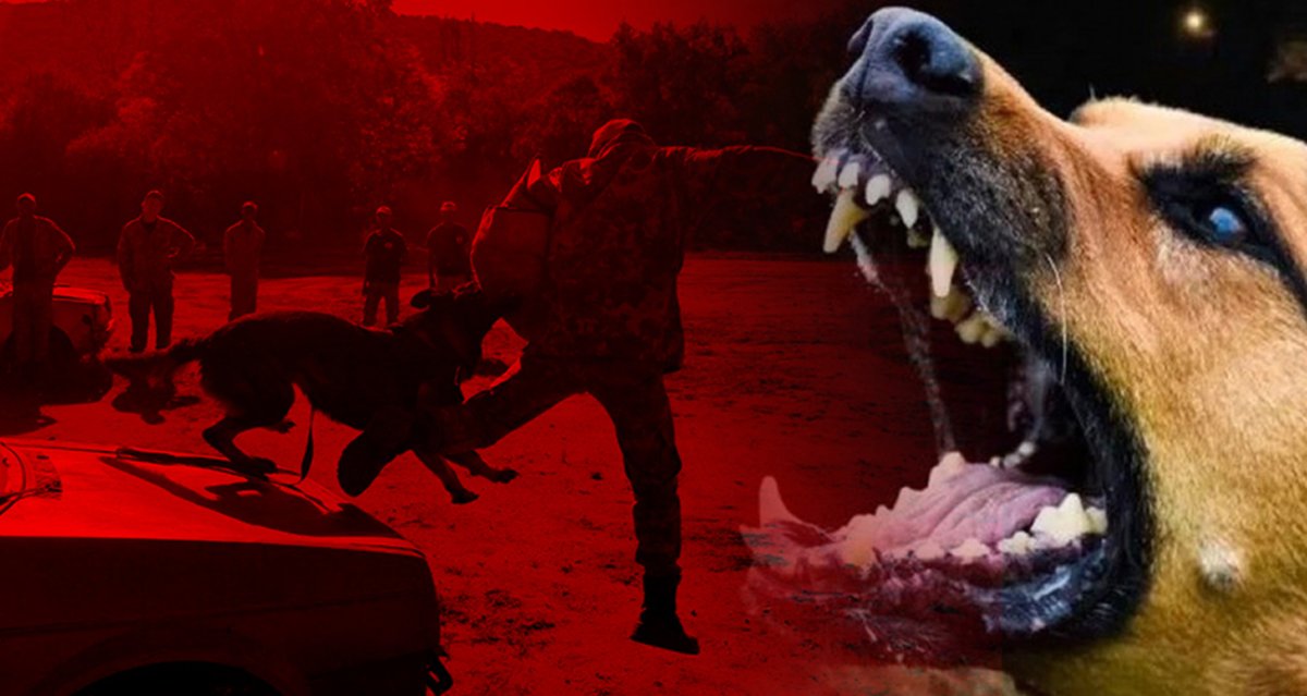 64 Bin Köpek Öldürüldü İddiası Avrupa’yı Karıştırdı!