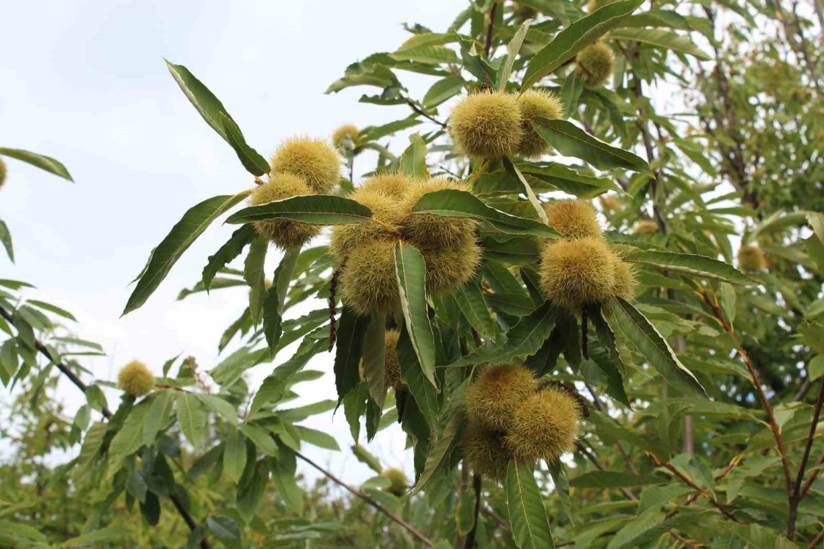 Sinop Kestanesi Gal Arısı Tehdidi Altında