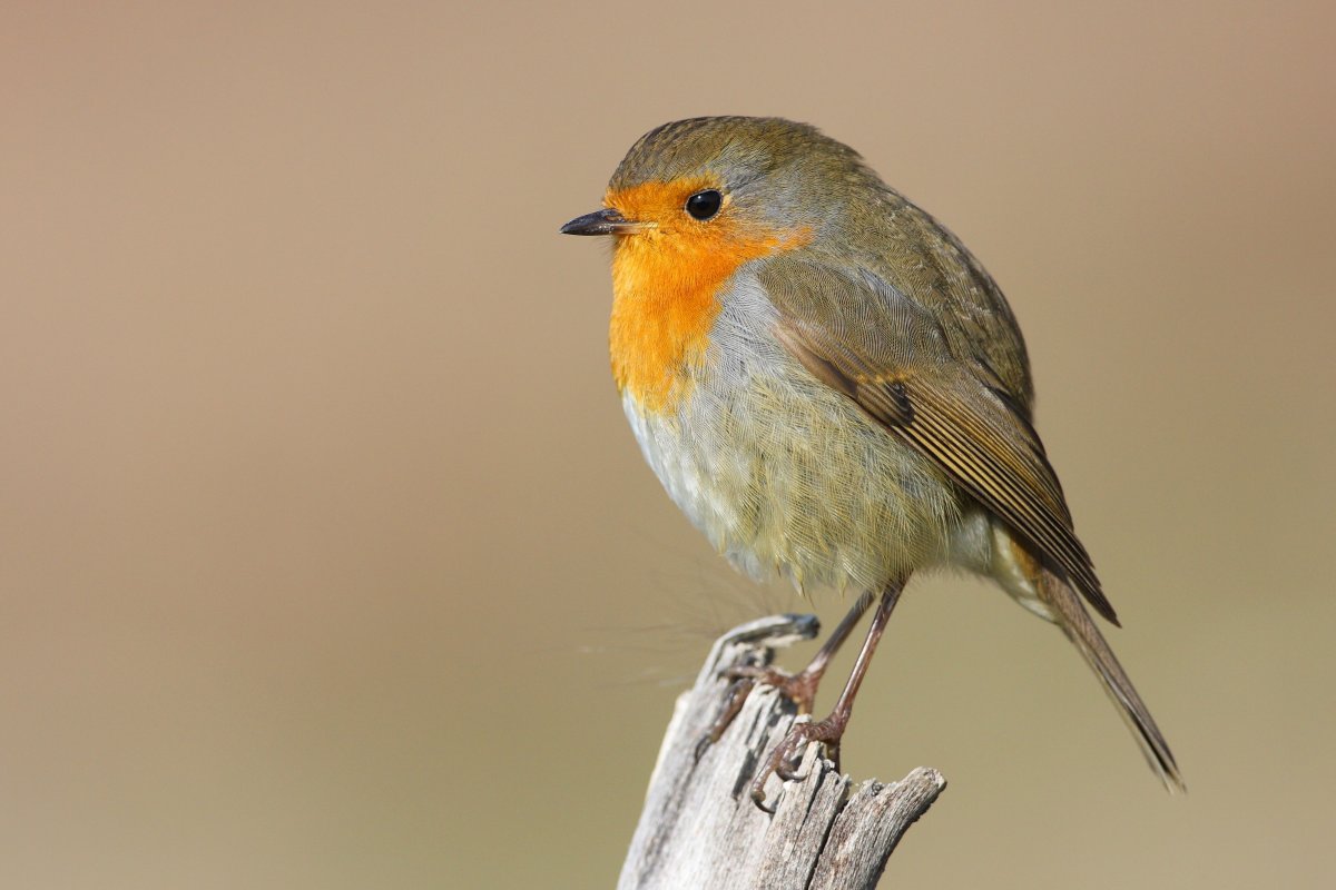 Türkiye Göçmen Kuşların Uğrak Noktası: 2025’te 34 Bin 360 Kuş Halkalandı