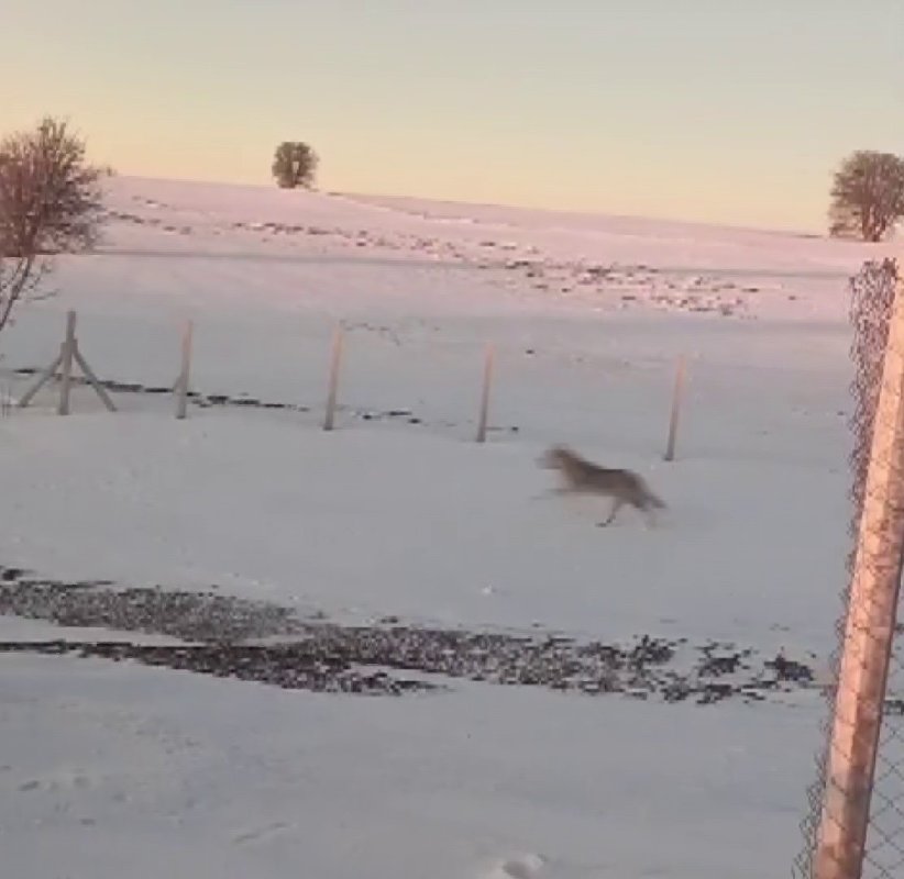 Mahsur Kalan Kurt Tel Örgüyü Aşarak Sürüsüne Kavuştu