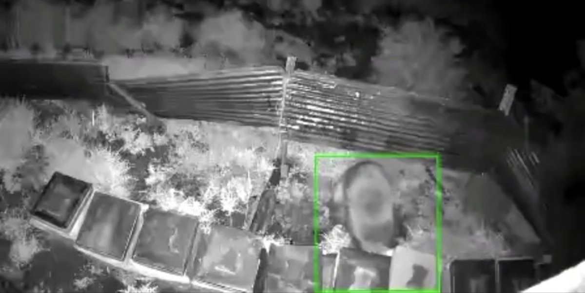 Kış Uykusundan Uyanan Ayı Kovanlara Saldırdı