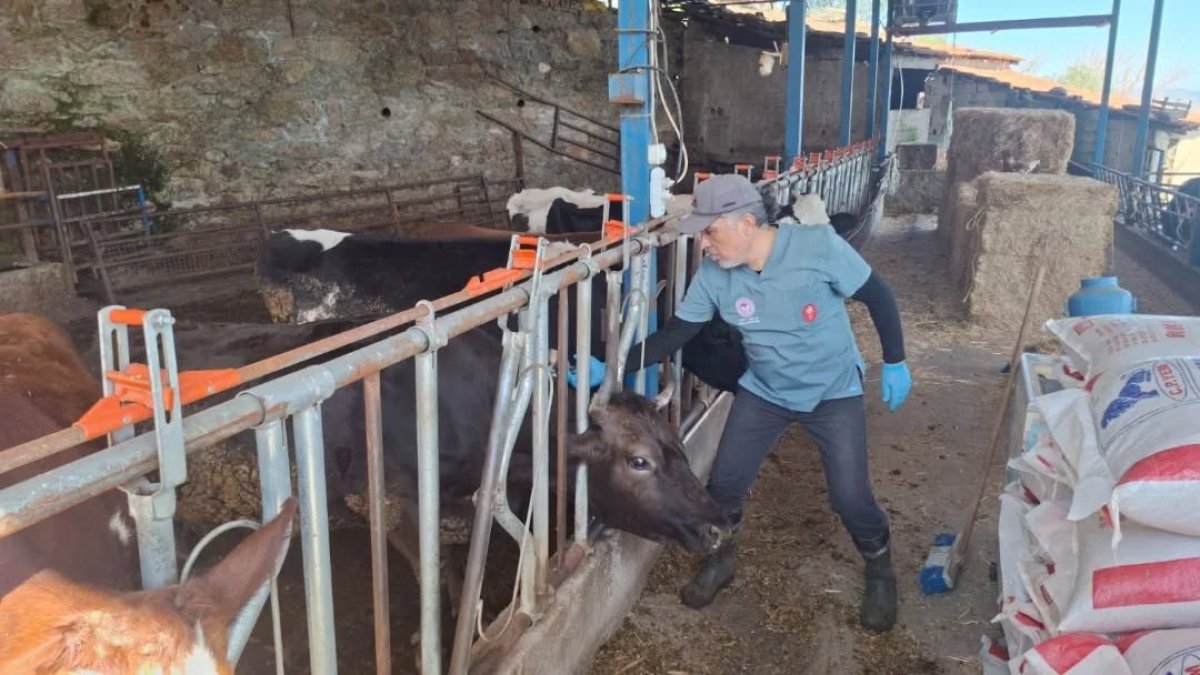 Aydın’da 508 Bin Büyükbaş Hayvana Şap Aşısı Yapılacak