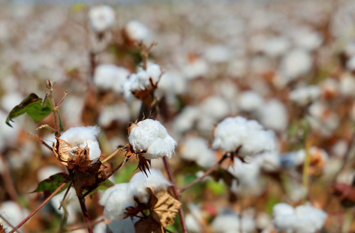Adana’da Pamuk Üreticilerine ‘Pembekurt’ Uyarısı