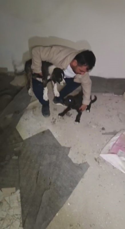 Yıkılacak Binadaki Yavru Köpekleri Kurtaran Hayvansever Yürekleri Isıttı