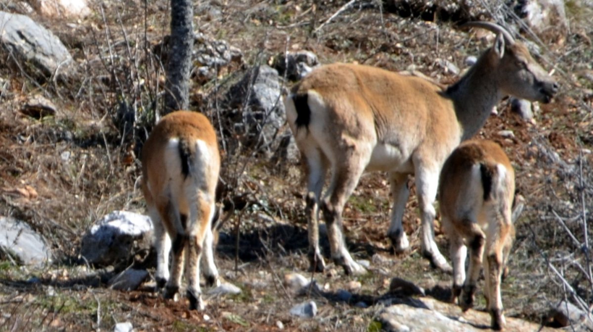 Zirveler Karla Kaplanınca Yaban Keçileri Yerleşim Alanlarına İndi