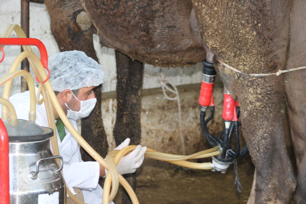 Deve Sütü Gıda Teknolojisinde Araştırılacak