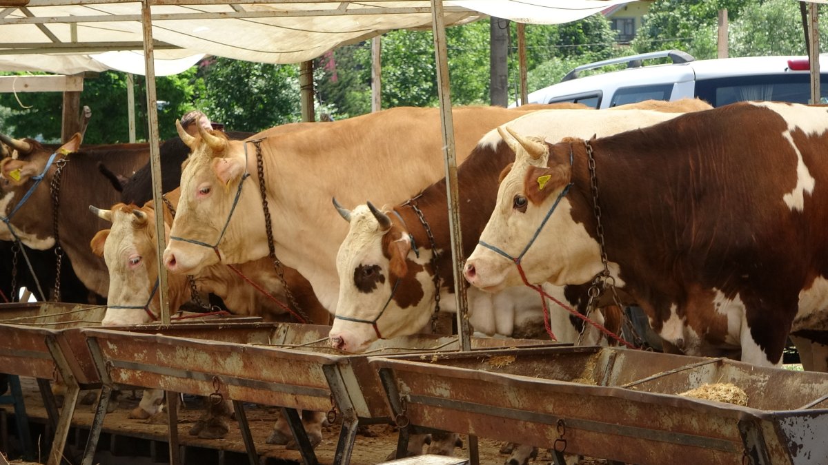 Buldan’da Şap Karantinası Kaldırıldı