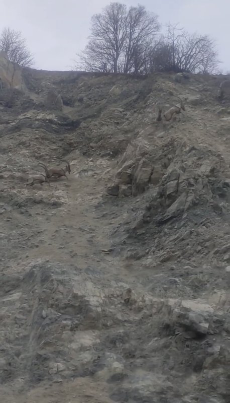 Diyarbakır’da Nesli Tükenme Tehlikesindeki Dağ Keçileri Sürü Halinde Görüntülendi