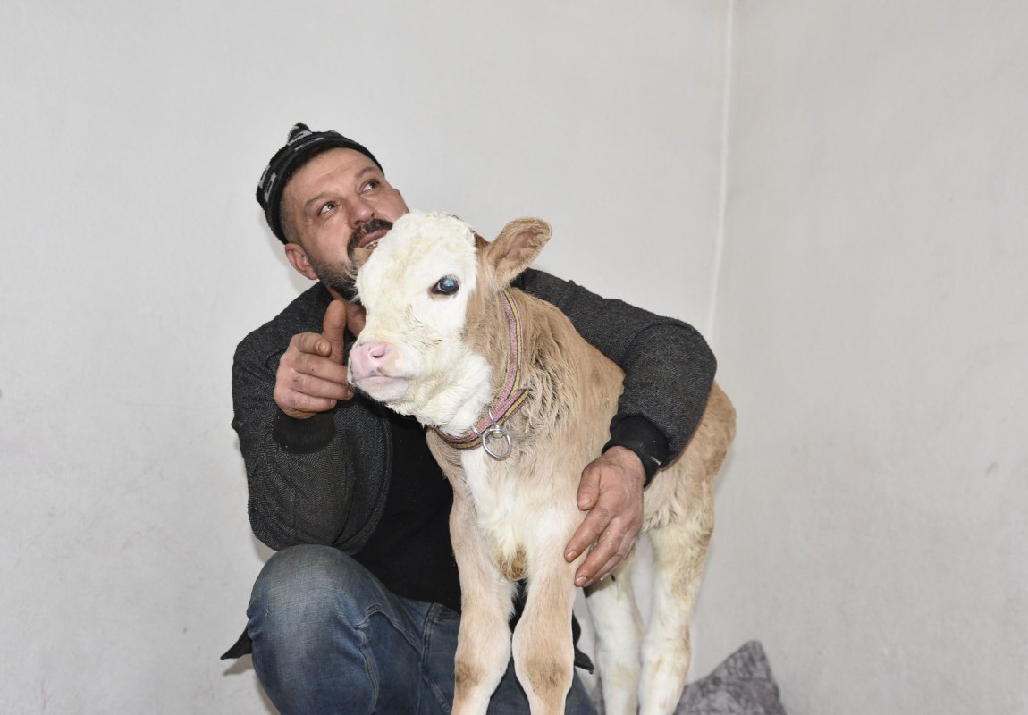 Tatvan’da Hasta Buzağıya Evde Özel Bakım