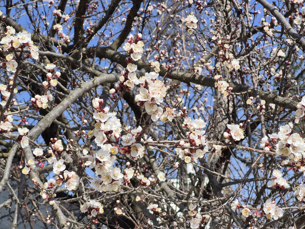 Eskişehir’de Kayısı Ağaçları Baharı Müjdeledi
