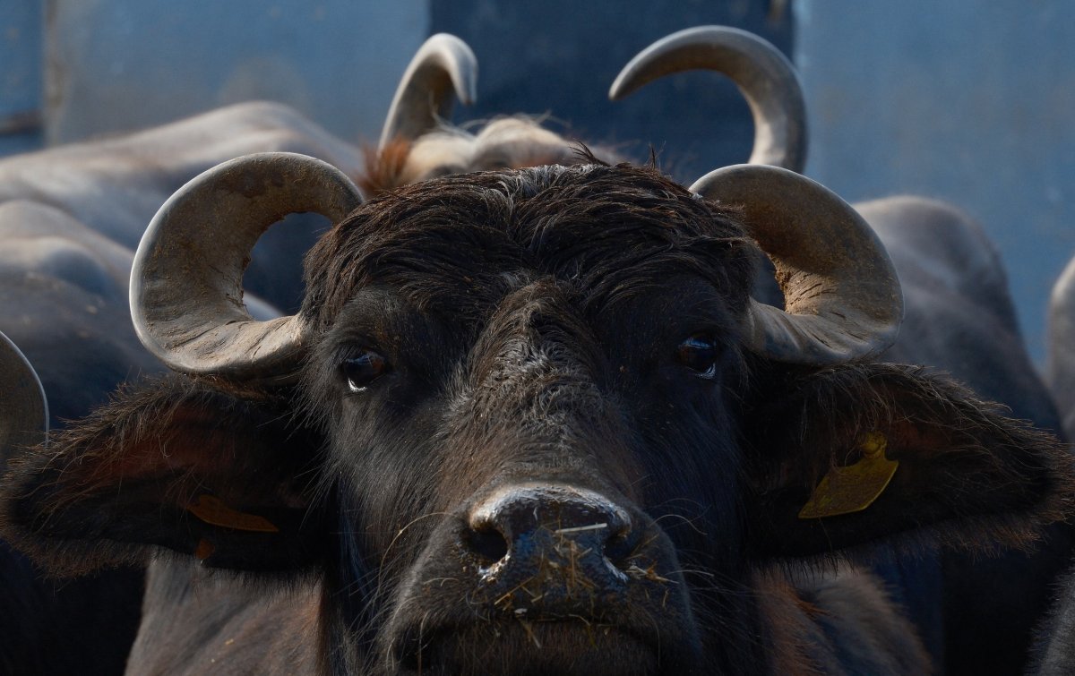Türkiye’nin Yeni Manda Irkı Murana Yüksek Süt Verimiyle Öne Çıkıyor