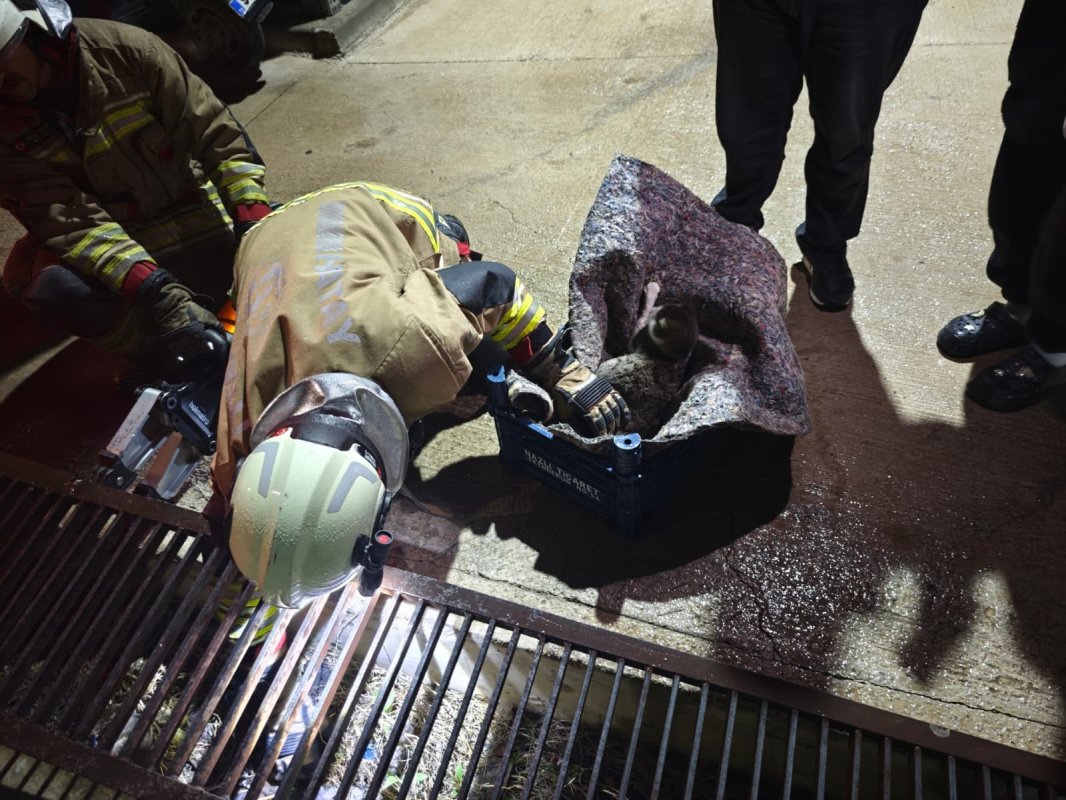 Su Giderine Yavrulayan Kedi Ve Yavruları Kurtarıldı