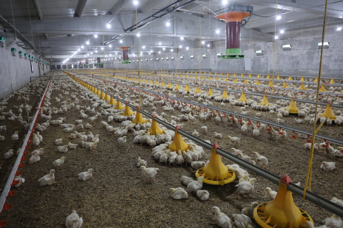 Devlet Desteğiyle Çiftlik Kurdu, Üretimini Katladı