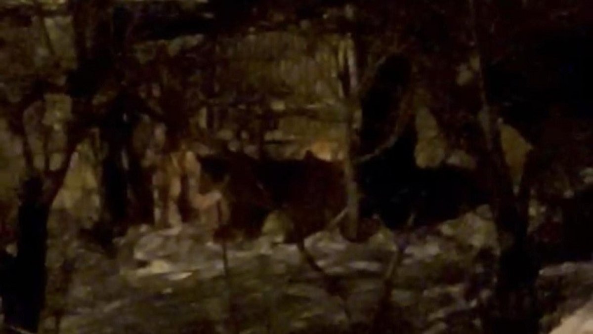 Hakkari'de Aç Ayılar Mahalleye İndi