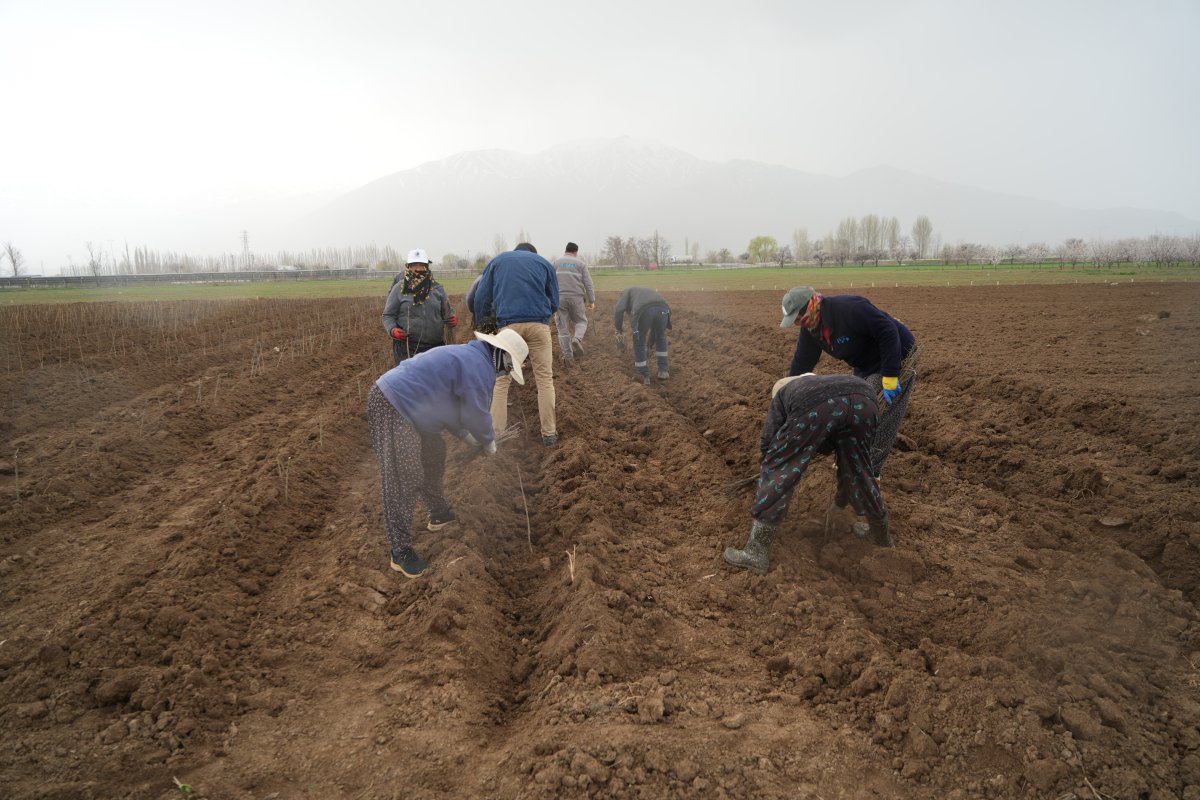 Erzincan Bölgenin Fidan Üssü Oldu