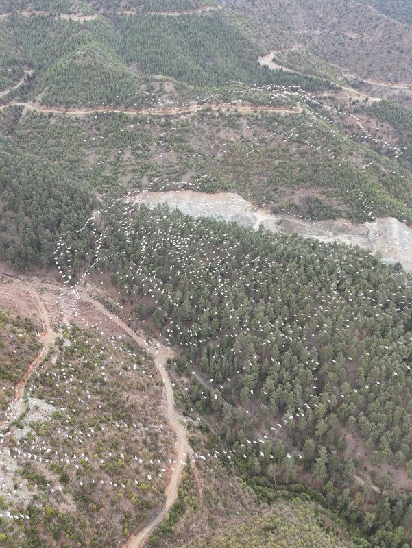 Mersin’de Ak Pelikanların Dansı Büyüledi