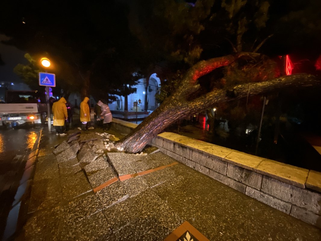 Aydın’da Asırlık Çam Ağacı Devrildi Facianın Eşiğinden Dönüldü