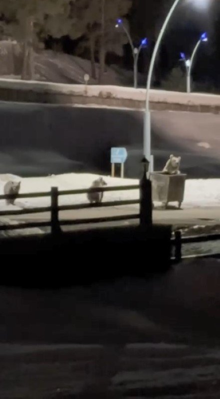 Kars’ta Anne Ayı Ve Yavrularının Çöp Mesaisi Kamerada