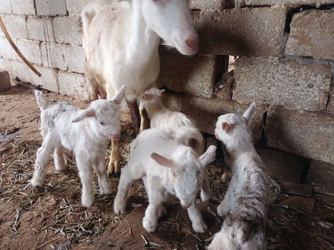 Saanen Keçiden Nadir Dördüz Doğum
