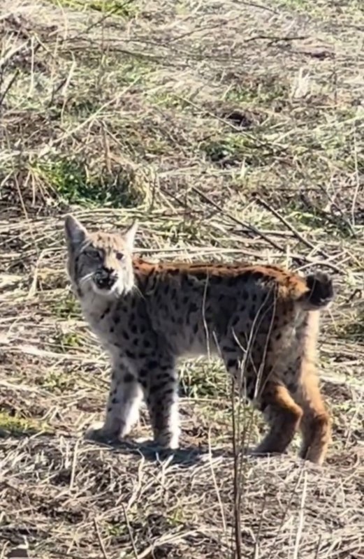 Ormanın Hayaleti Görüntülendi: Vaşağın Çığlığı Kamerada