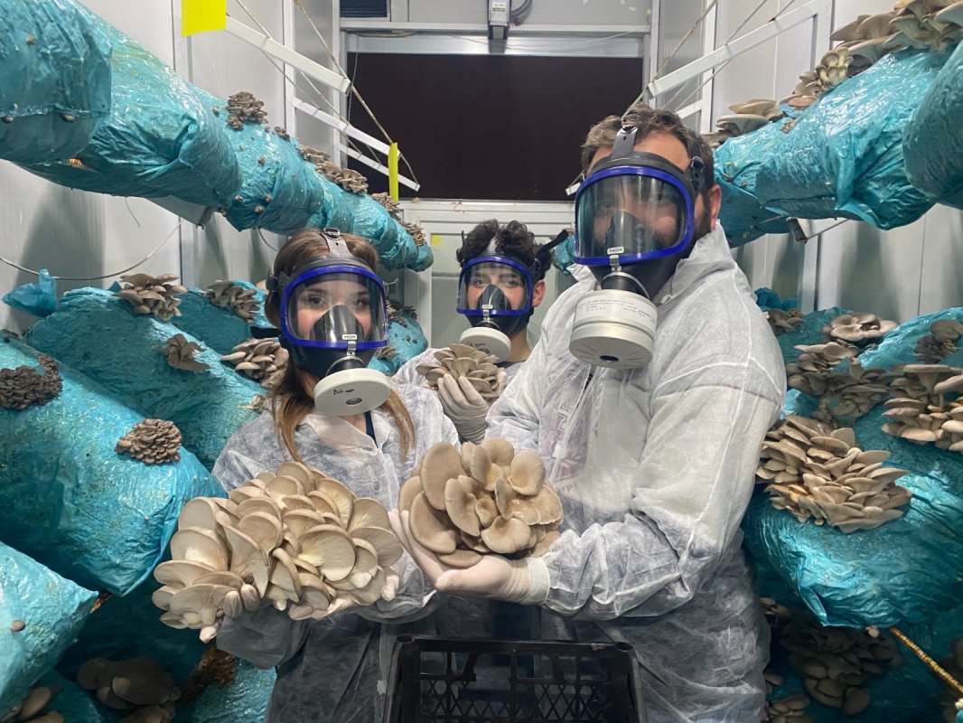 Avukatlığı Bıraktı, Mantarda Rekor Üretime Ulaştı: Hedefi “Mantar Köyü”