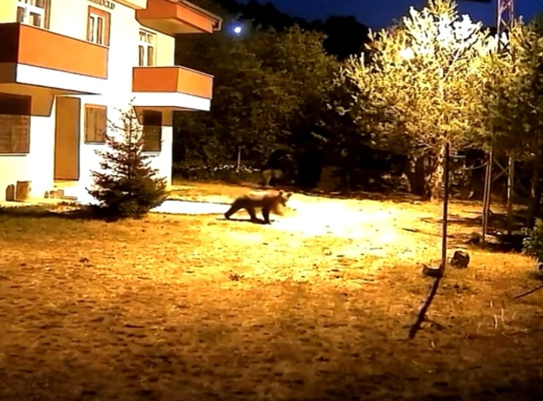 Gümüşhane’de İki Ayı Alarm Dinlemedi: Bahçede Rahatça Dolaştılar