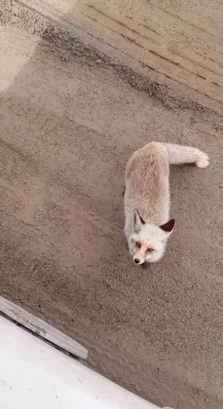 Aç Kalan Tilki İşçilerin Yanına Geldi