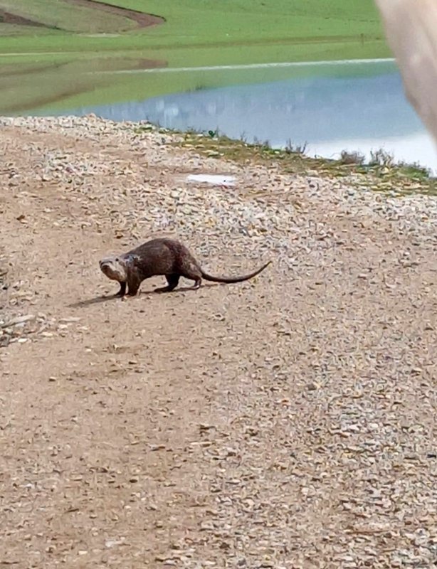 Siirt’te Nesli Tükenme Tehlikesindeki Su Samuru Görüntülendi