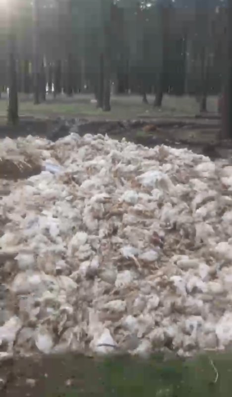 Tarsus’ta Ölü Tavuklar Ormana Atıldı: Çevre Ve Sağlık Tehlikesi