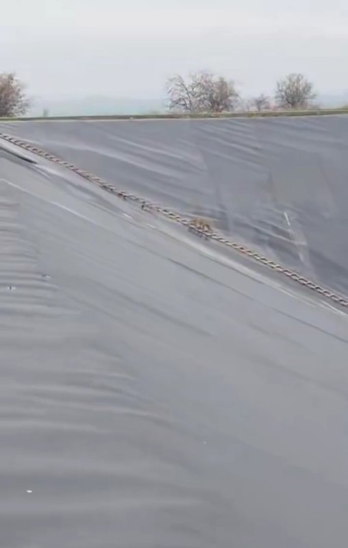 Yapay Gölete Düşen Çakal Merdivenle Kurtarıldı