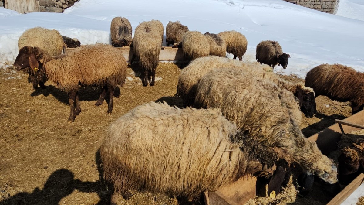 Süphan Dağı Eteğinde Zorlu Hayvancılık Mücadelesi