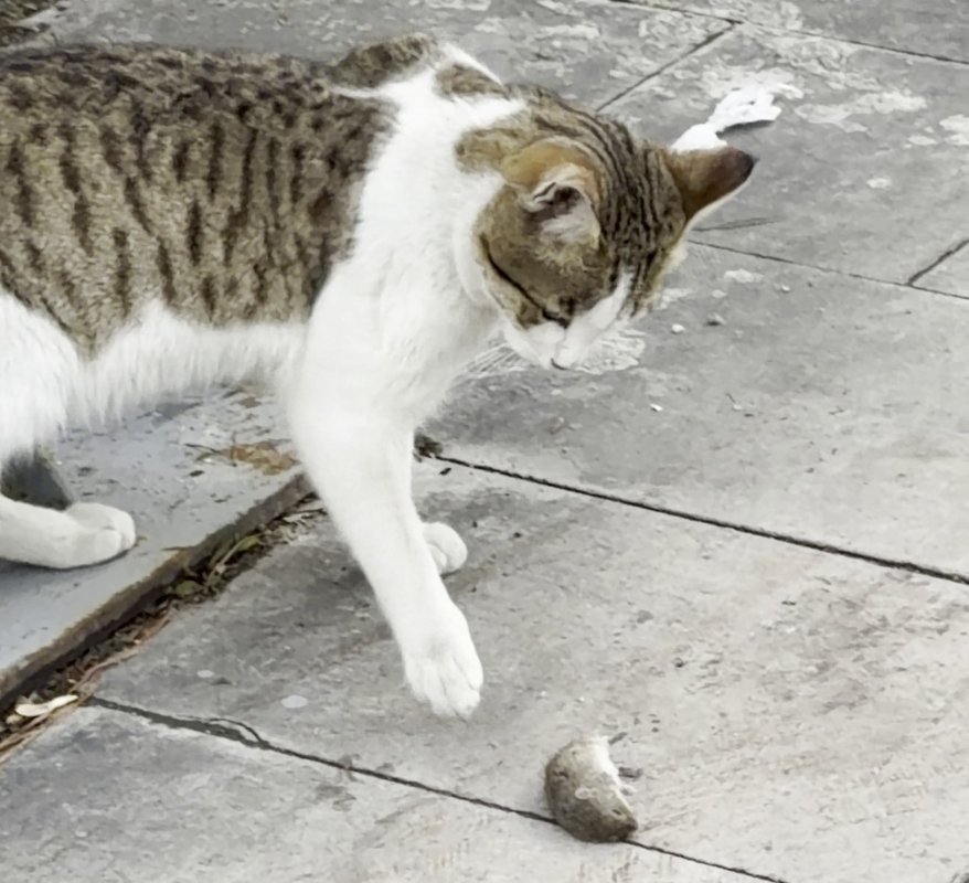 Fareden Oscarlık Performans: Ölü Taklidiyle Kediden Kurtuldu