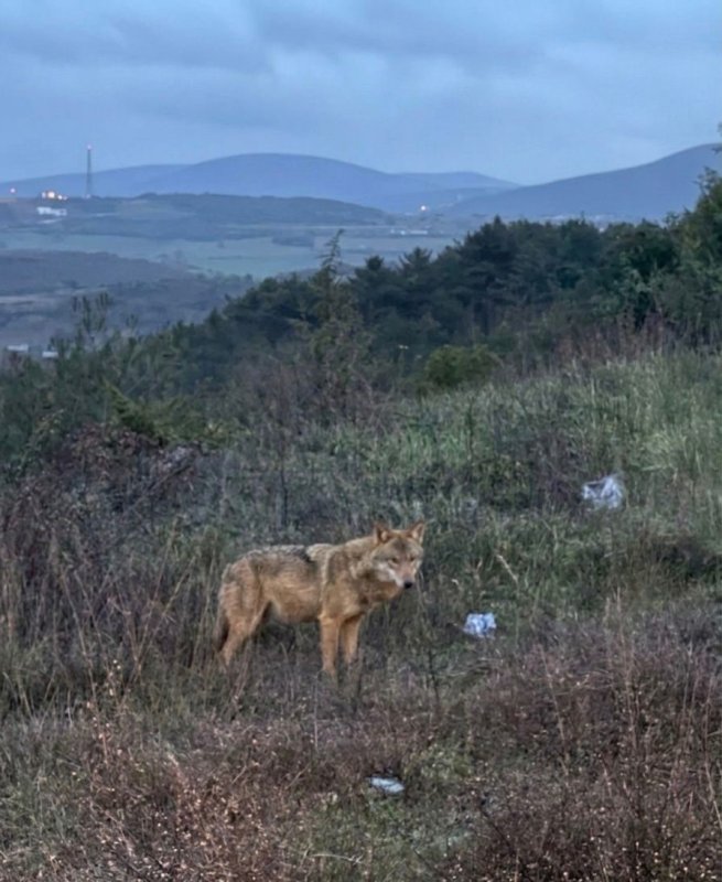 Bilecik’te İnsanlardan Kaçmayan Kurt Şaşırttı