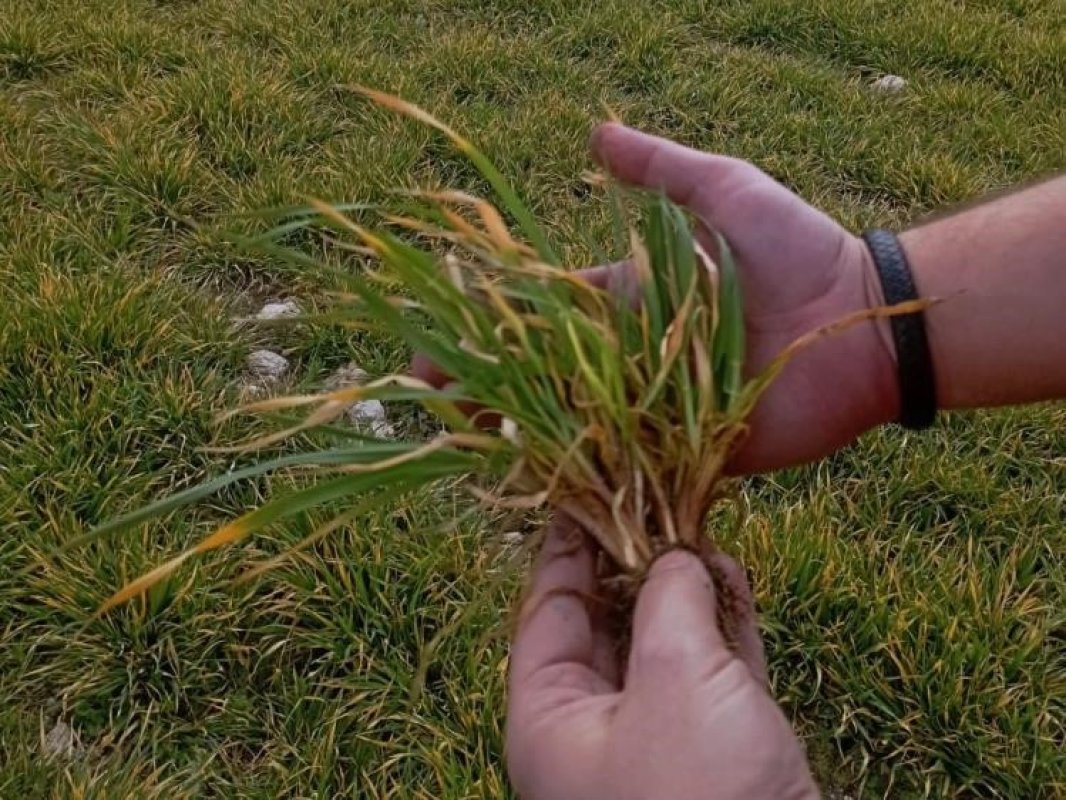 Aslanapa’da Soğuk Hava Hububatı Vurdu
