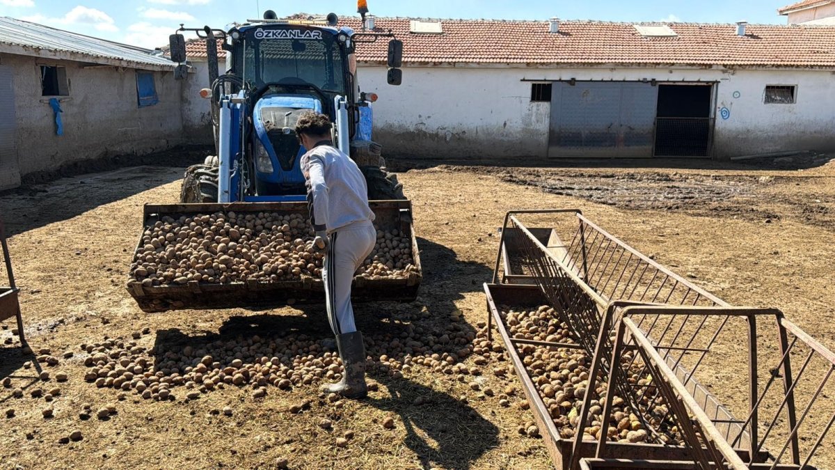 Besiciler Yem Maliyetini Patatesle Düşürüyor