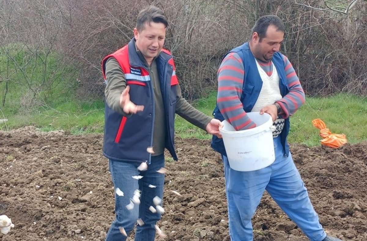 Tavşanlı’nın Köprücek Sarımsağı Çiftçiye Kazandırıyor