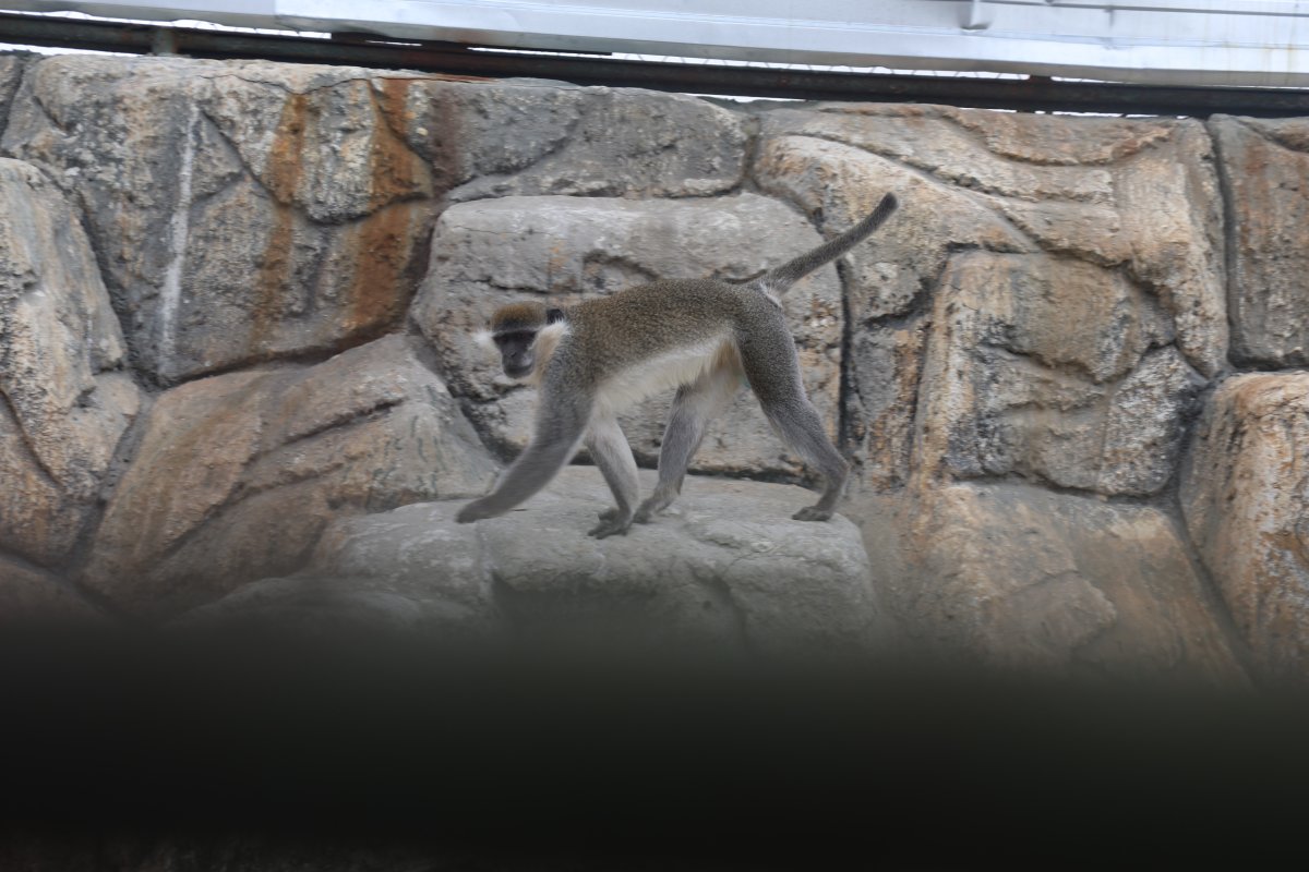 Denizli’de Yakalanan Maymun Konya’da Hayvanat Bahçesine Teslim Edildi