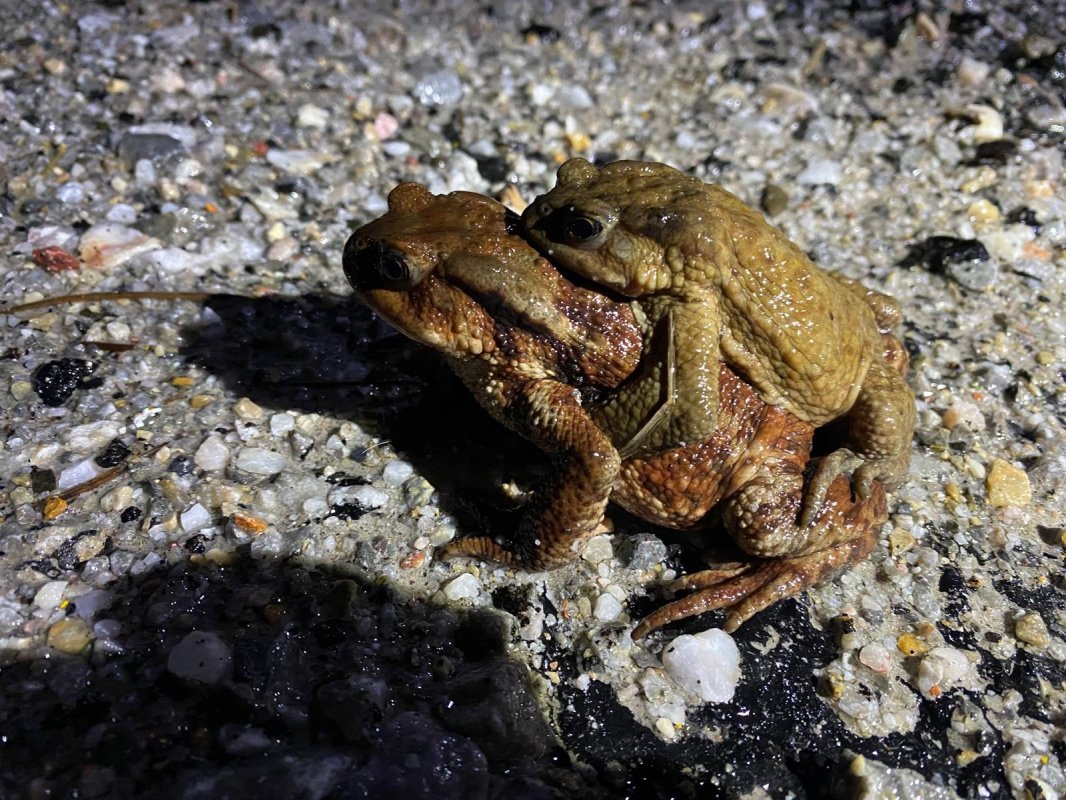 Kütahya’da 5 Bin Yıllık Kurbağa Göçü Yeniden Başladı