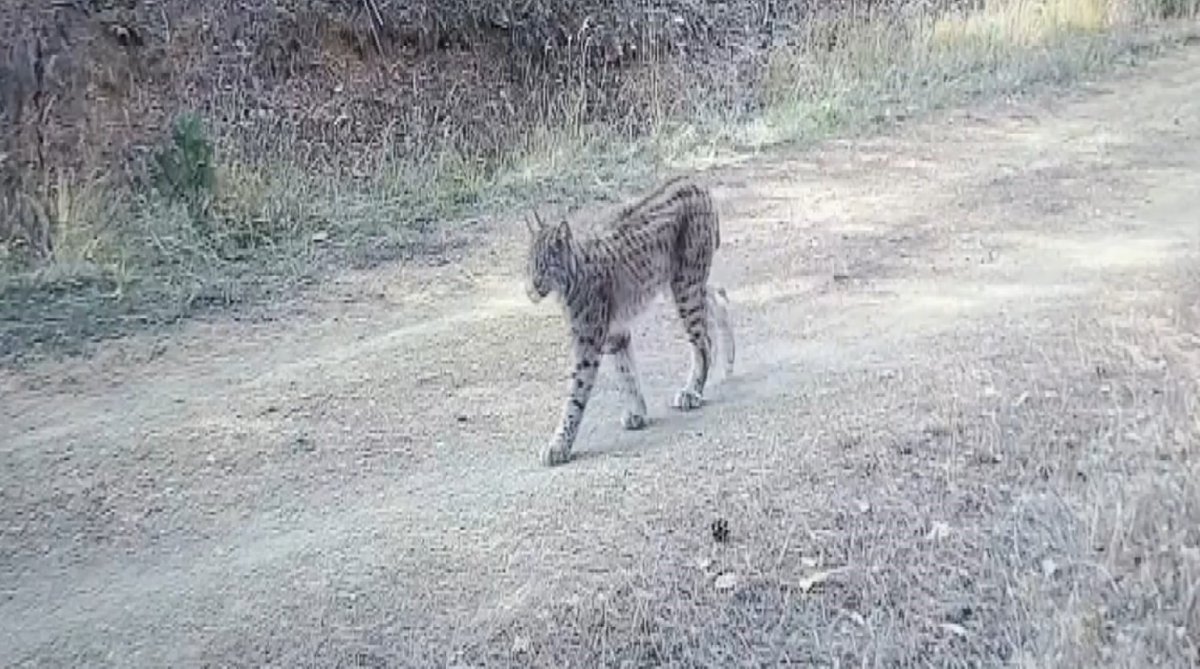 Çankırı’da “Ormanın Hayaleti” Vaşak Görüntülendi