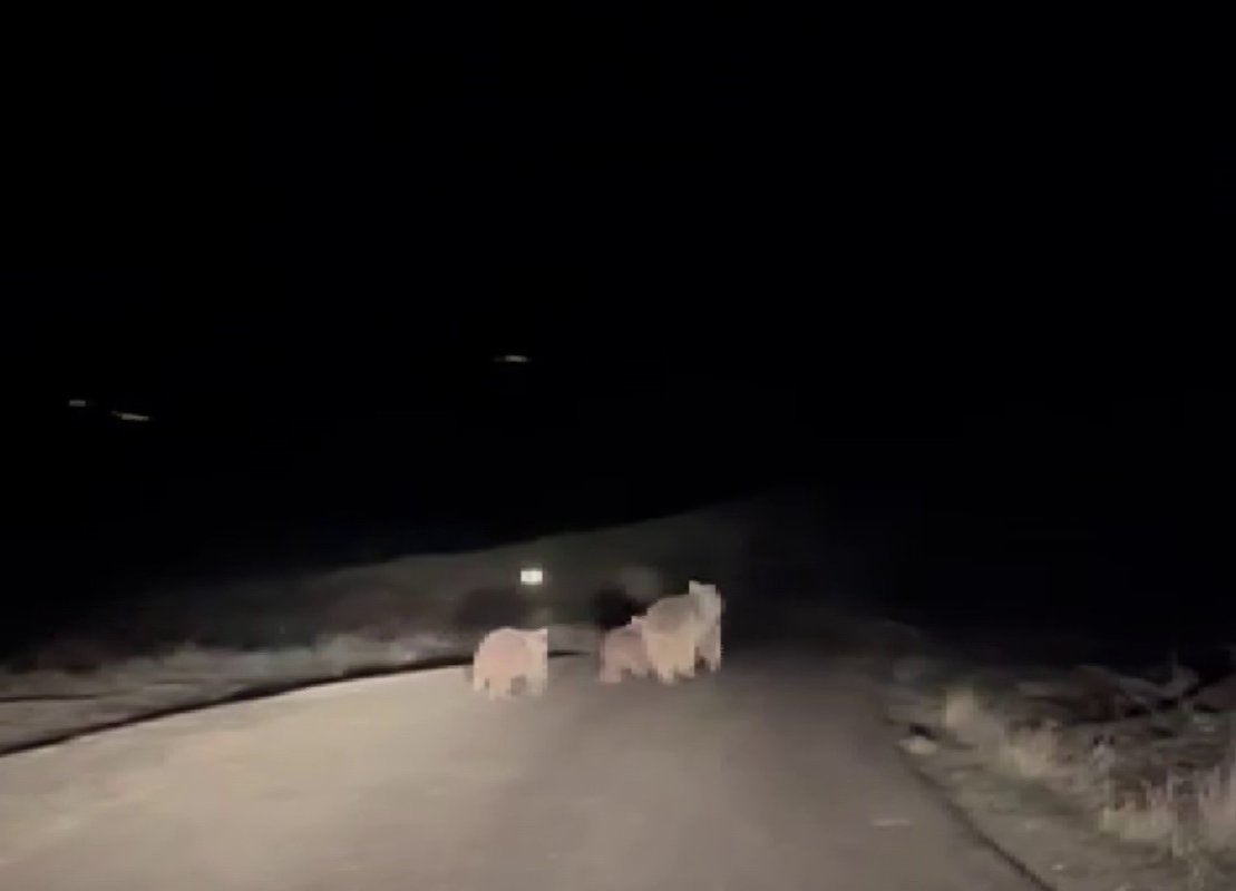 Kış Uykusundan Uyanan Ayı Ve Yavruları Görüntülendi