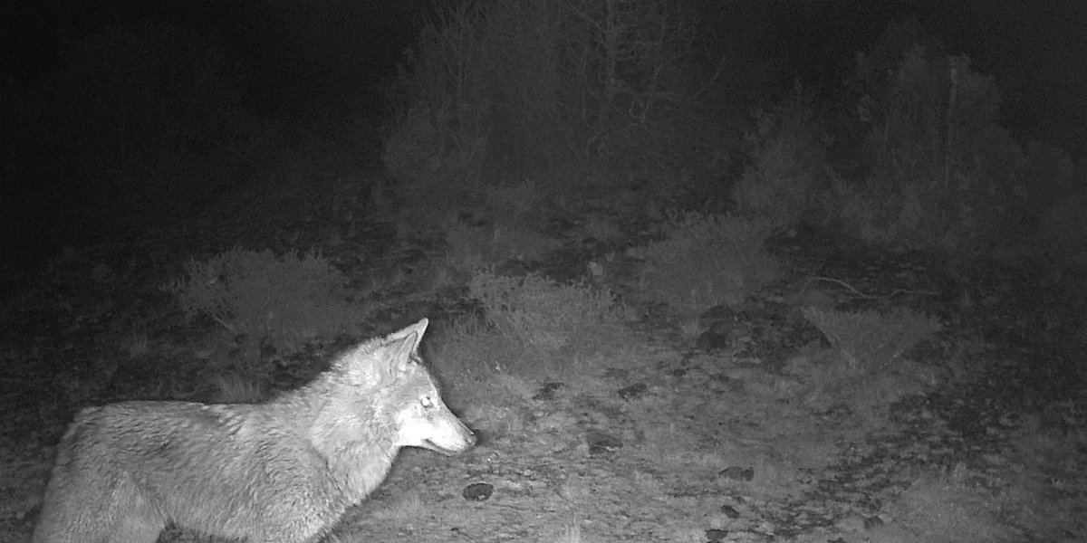 Kütahya’da Yaban Hayatı Fotokapana Yansıdı