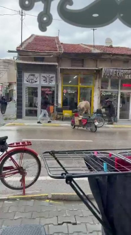 Sahibinin Elinden Kaçan İnek Berber Ve Çay Ocağına Girmeye Çalıştı