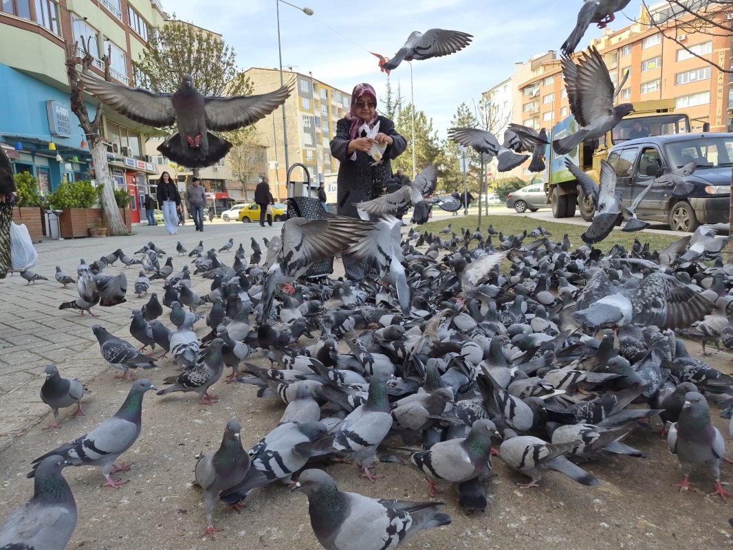 Güvercinler Onu Tanıyor: Naide Teyzenin Sevgi Dolu Rutini