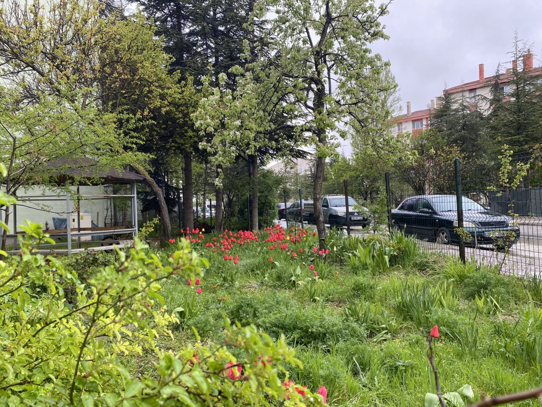 Çankaya Mahallesi’nde Laleler Baharı Müjdeledi