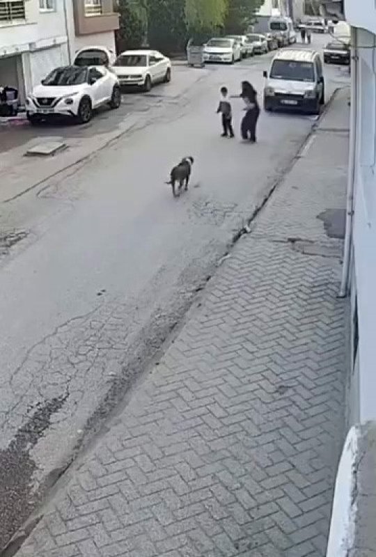 Havlayan Köpekten Korkan Çocuk Panikle Kaçtı
