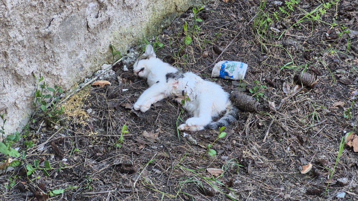 Gökmeydan’daki Şüpheli Kedi Ölümleri Tedirginlik Yarattı