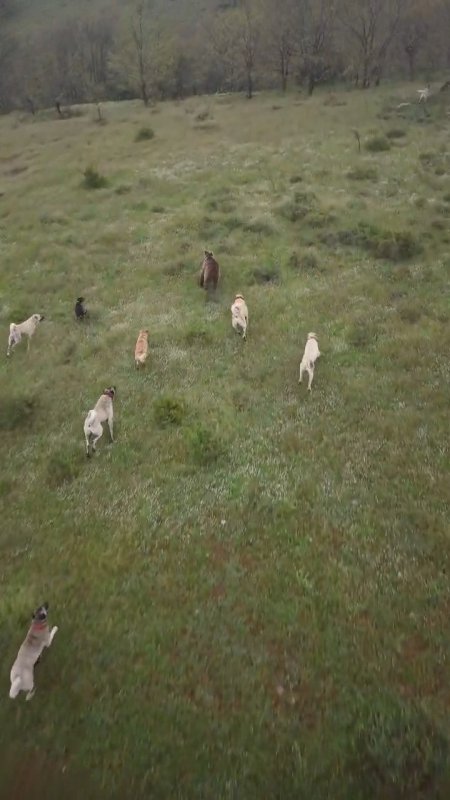 Kangal Köpekleri Ayıya Geçit Vermedi