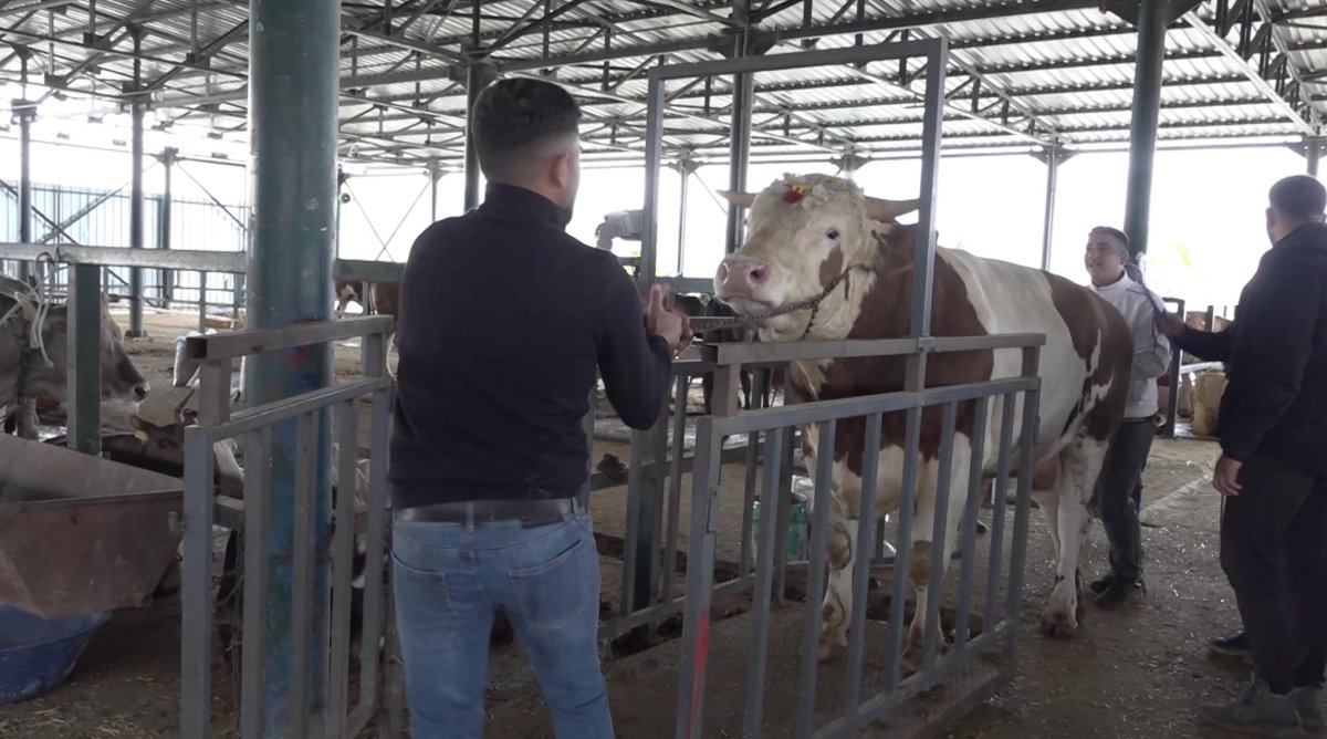 Eskişehir Hayvan Pazarı’nda 780 Kiloluk “Şampiyon” Dana 420 Bin TL’den Alıcısını Bekliyor