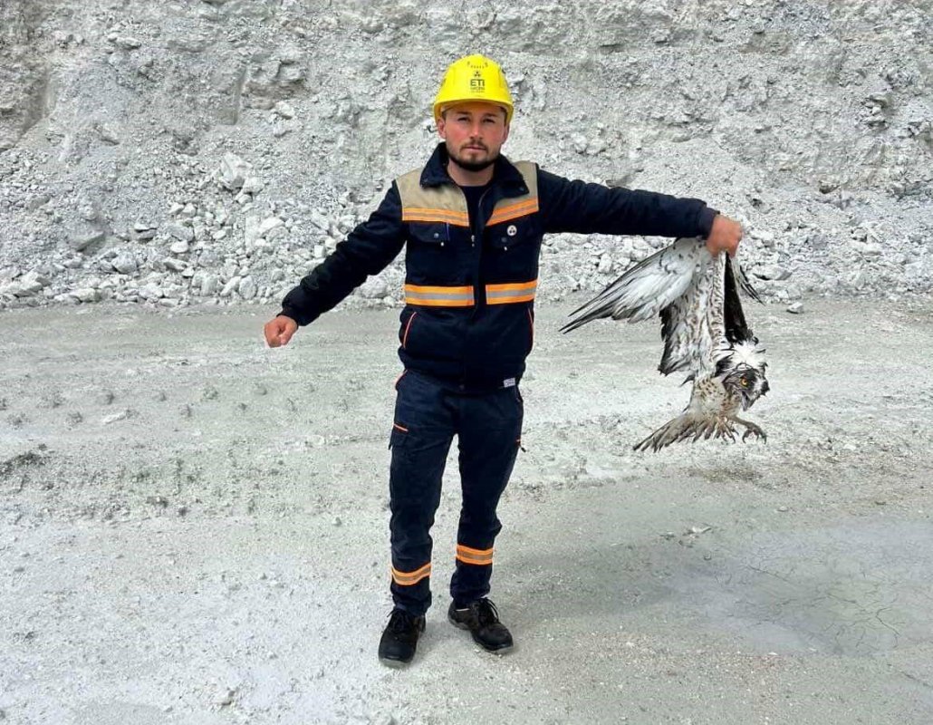Hisarcık’ta Bitkin Halde Bulunan Balık Kartalı Koruma Altına Alındı