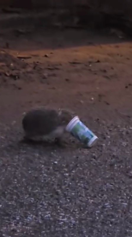 Ayran Kutusuna Sıkışan Kirpinin Çaresiz Anları Kamerada